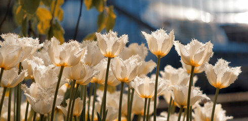 Fototapeta premium Tulipany strzępiaste