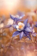 Kwiat © Iwona