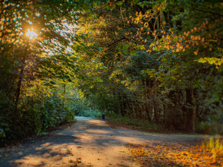 Alley among the trees in autumn park. Amazing fall. The road in the autumn forest. Last summer days