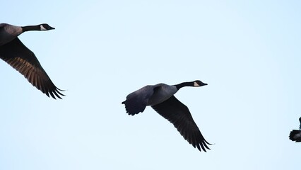 Flock of Canada Geese flying South, migration in Autumn, crystal-clear telephoto slow motion.
