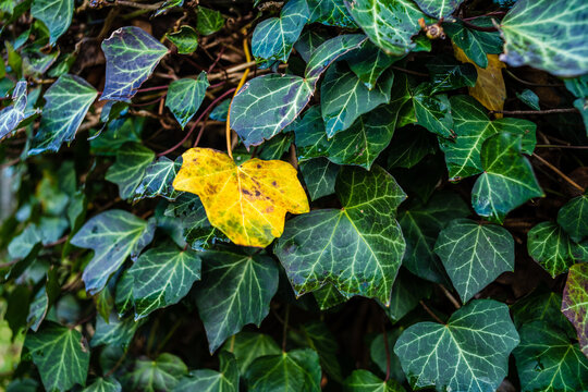 tło ciemnozielone liście naturalne z bluszczu na ścianie z żółtym liściem