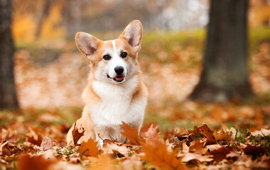 Naklejka na ściany i meble red corgi dog in autumn leaves