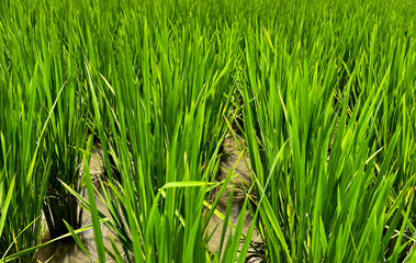 close up of rice field on a sunny day