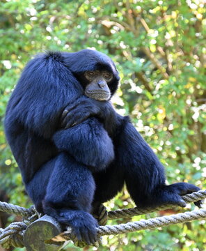 Portrait of a  siamango monkey