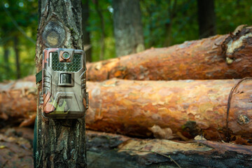 Camera trap attached in the forest, woods monitoring