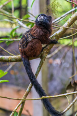 Brown-mantled tamarin