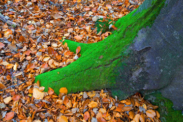 france,forêt de rambouillet : hêtre et feuilles d'automne