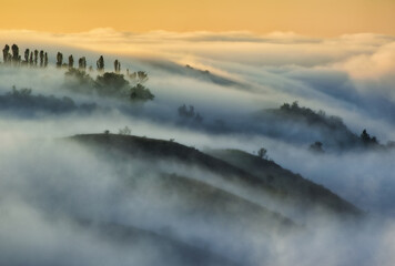 Trees in the Fog. Autumn morning. Nature of Ukraine