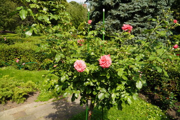 A bush of a blooming rose in Alexander Park in Moscow Russia - beauty od nature in public park near...