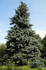Blue spruce in Alexander Park in Moscow Russia - beauty od nature in public park near Kremlin Walls