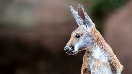 Close up portrait of a red kangaroo
