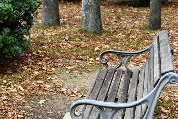 公園のベンチと紅葉