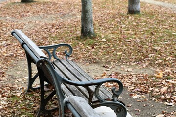 公園のベンチと紅葉