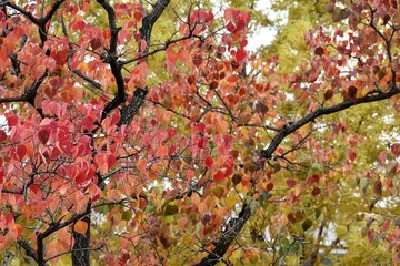 紅葉と高層ビルの窓