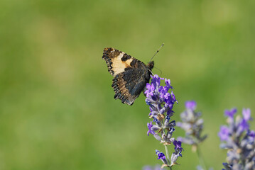 Small tortoiseshell butterfly (Aglais urticae) with closed wings perched on lavender plant in Zurich, Switzerland