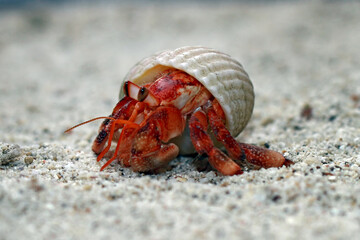 Hermit Crab, Common Name in indonesia is Kelomang