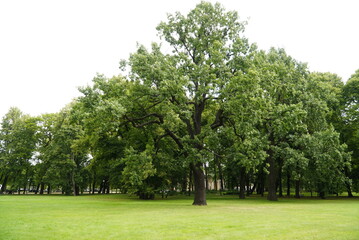 Trees in a Green Field with a Forest in the Background