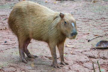 Capybara (Hydrochoerus hydrochaeris) at Ragunan Zoo, Jakarta.