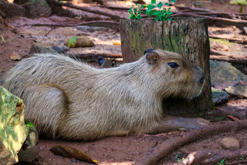 Capybara (Hydrochoerus hydrochaeris) at Ragunan Zoo, Jakarta.