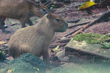 Capybara (Hydrochoerus hydrochaeris) at Ragunan Zoo, Jakarta.