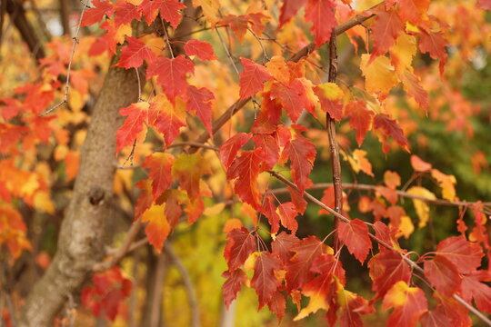 Fall Colors