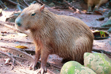 Capybara (Hydrochoerus hydrochaeris) at Ragunan Zoo, Jakarta.