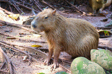 Capybara (Hydrochoerus hydrochaeris) at Ragunan Zoo, Jakarta.