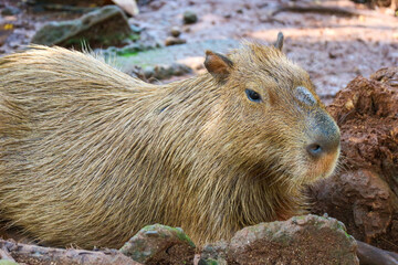 Capybara (Hydrochoerus hydrochaeris) at Ragunan Zoo, Jakarta.