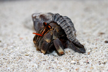 Hermit Crab, Common Name in indonesia is Kelomang