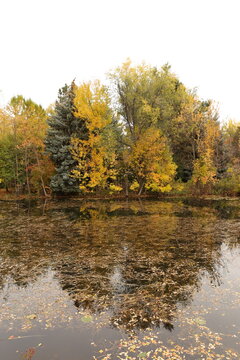 Fall Colors