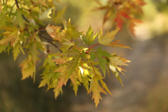 Fall Colors