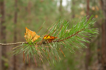 Pine branch with two red leaves on it