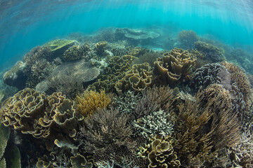 Naklejka na ściany i meble A diverse array of corals compete for space on a shallow, healthy reef near Komodo, Indonesia. This area is within the Coral Triangle, a region known for its extraordinary marine biodiversity.