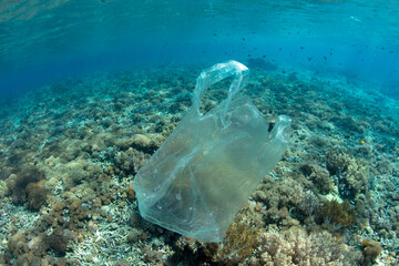 Fototapeta na wymiar A plastic bag drifts over a coral reef in Indonesia. Plastics can carry harmful pathogens, thereby spreading disease. Plastics can also smother or abrade corals. 