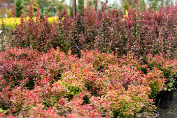 Barberry bush for rock garden, landscaping with purple-red foliage on a dense, nicely shaped mound...