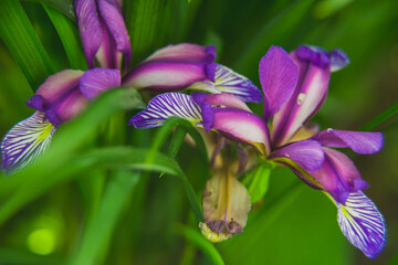 Iris graminea on blurred background. 
