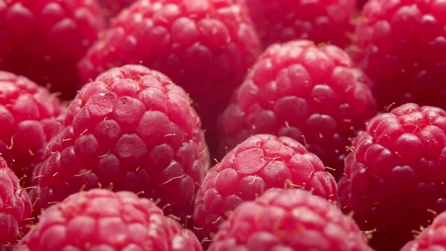 A pinch of fresh and sweet raspberries. Bright red raspberries as a background