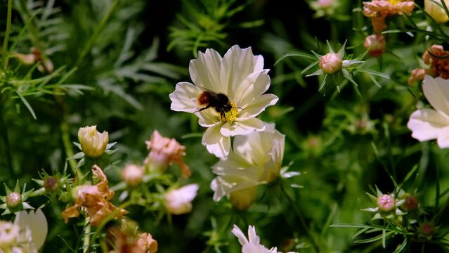 Bumblebee on white flower (Cosmos bipinnatus 'Xanthos'). Insect feeding nectar. Pollination of plants