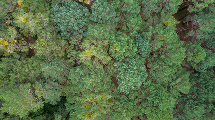Aerial view over colorful forest in autumn in pyrenees, trails