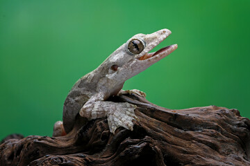 Flying gecko on the branch wood