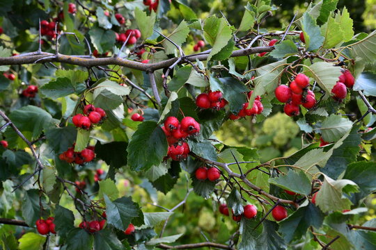 Ripe hawthorn (Crataegus crus-galli) fruits in the raindrops
