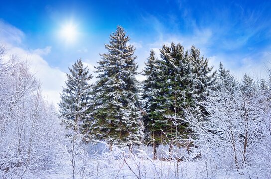 Winter forest in frosty sunny weather. Green firs are covered with white snow. Weather forecast concept image.