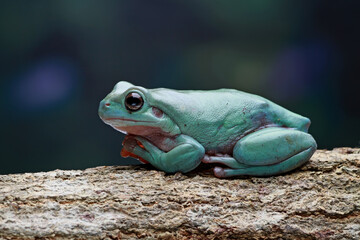 Dumpy frog, Green tree frog on the branch