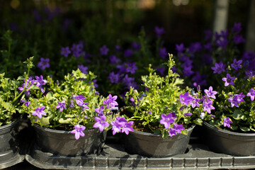 Fototapeta na wymiar Potted flowers at garden market. Garden market in city. Plants in summer.