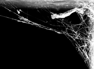 spider web on a dark background