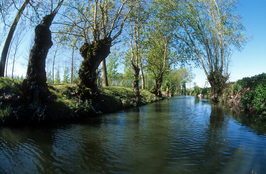 85; France; Fr&ecirc;ne; Fr&ecirc;ne t&ecirc;tard; Marais Poitevin; Parc naturel r&eacute;gional du Marais poitevin; Paysage; Vend&eacute;e; arbre; botanique; eau; fraximus; marais; nature; v&eacute;g&eacute;tal; zone humide;