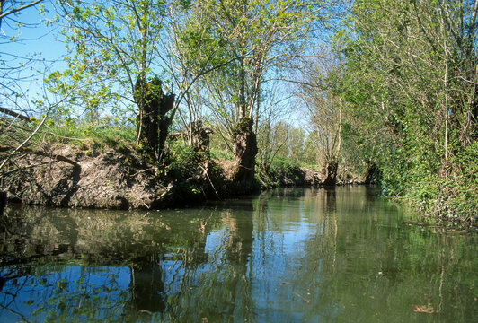85; France; Fr&ecirc;ne; Fr&ecirc;ne t&ecirc;tard; Marais Poitevin; Parc naturel r&eacute;gional du Marais poitevin; Paysage; Vend&eacute;e; arbre; botanique; eau; fraximus; marais; nature; v&eacute;g&eacute;tal; zone humide;