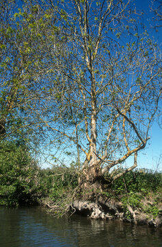 85; France; Fr&ecirc;ne; Fr&ecirc;ne t&ecirc;tard; Marais Poitevin; Parc naturel r&eacute;gional du Marais poitevin; Paysage; Vend&eacute;e; arbre; botanique; eau; fraximus; marais; nature; v&eacute;g&eacute;tal; zone humide;