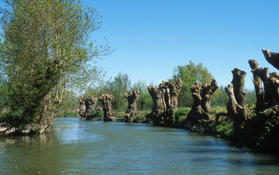 85; France; Fr&ecirc;ne; Fr&ecirc;ne t&ecirc;tard; Marais Poitevin; Parc naturel r&eacute;gional du Marais poitevin; Paysage; Vend&eacute;e; arbre; botanique; eau; fraximus; marais; nature; v&eacute;g&eacute;tal; zone humide;