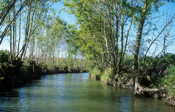 85; France; Fr&ecirc;ne; Fr&ecirc;ne t&ecirc;tard; Marais Poitevin; Parc naturel r&eacute;gional du Marais poitevin; Paysage; Vend&eacute;e; arbre; botanique; eau; fraximus; marais; nature; v&eacute;g&eacute;tal; zone humide;
